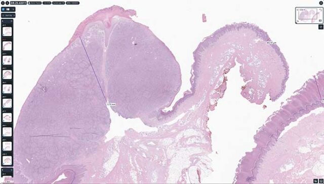 website Fusion page full screen mode